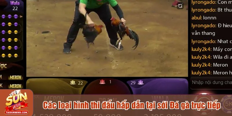 Đá gà tại Sunwin cung cấp nhiều hình thức đặt cược